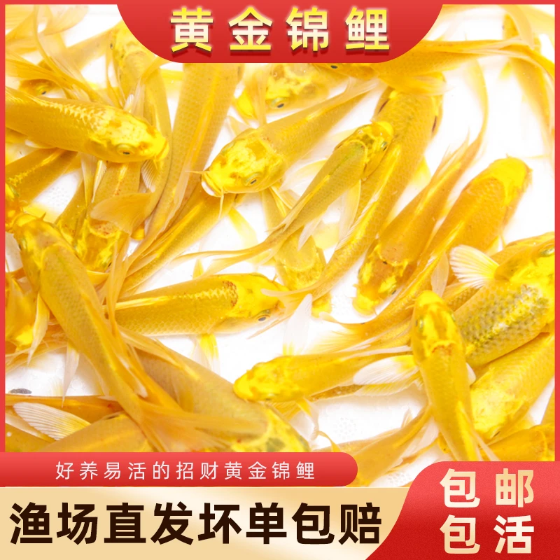 【黄金鱼】金鱼观赏鱼招财鱼好养耐活冷水鱼鱼苗活体活体小金鱼