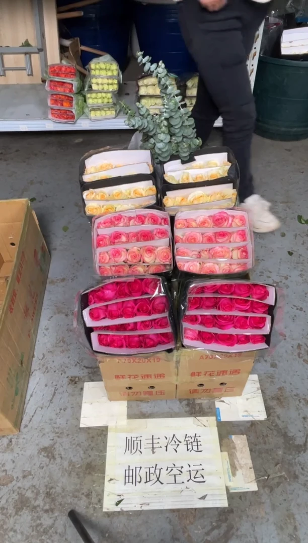 佛洛依德20枝+艾沙20枝+香槟20枝+尤加利