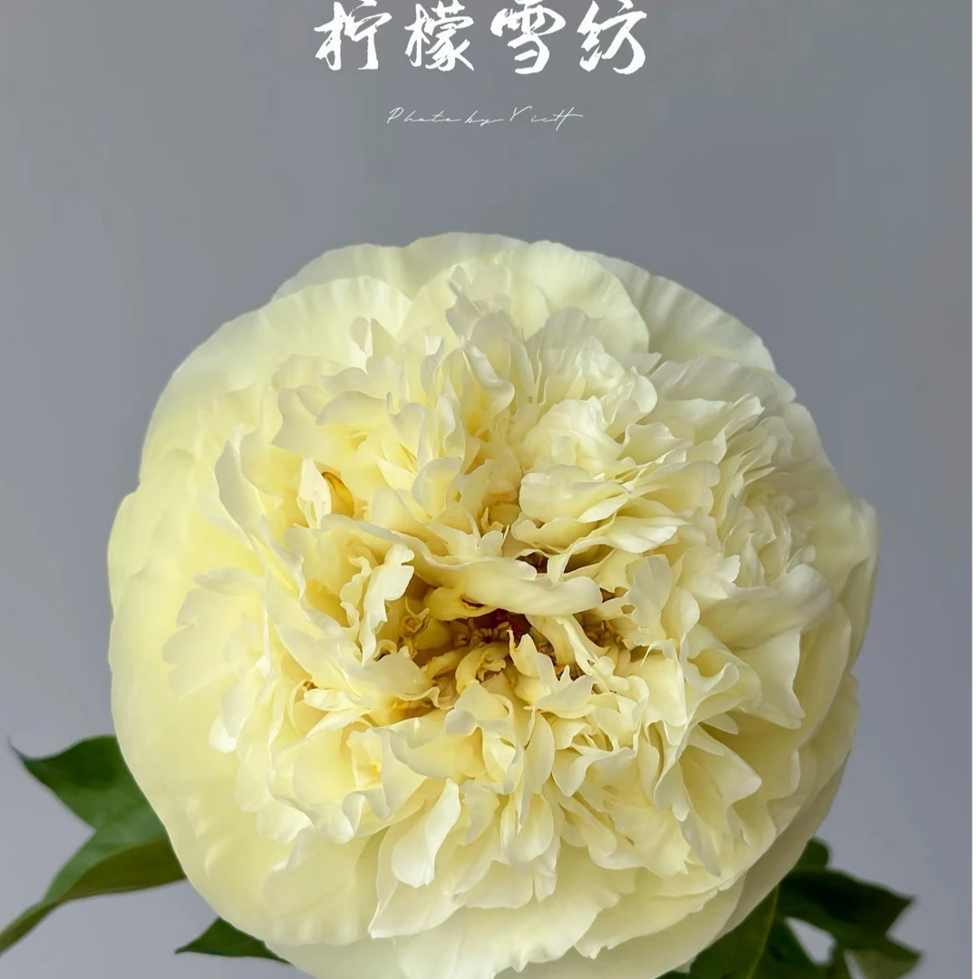 【柠檬雪纺】漫时光 重瓣芍药鲜切花菏泽基地 直发