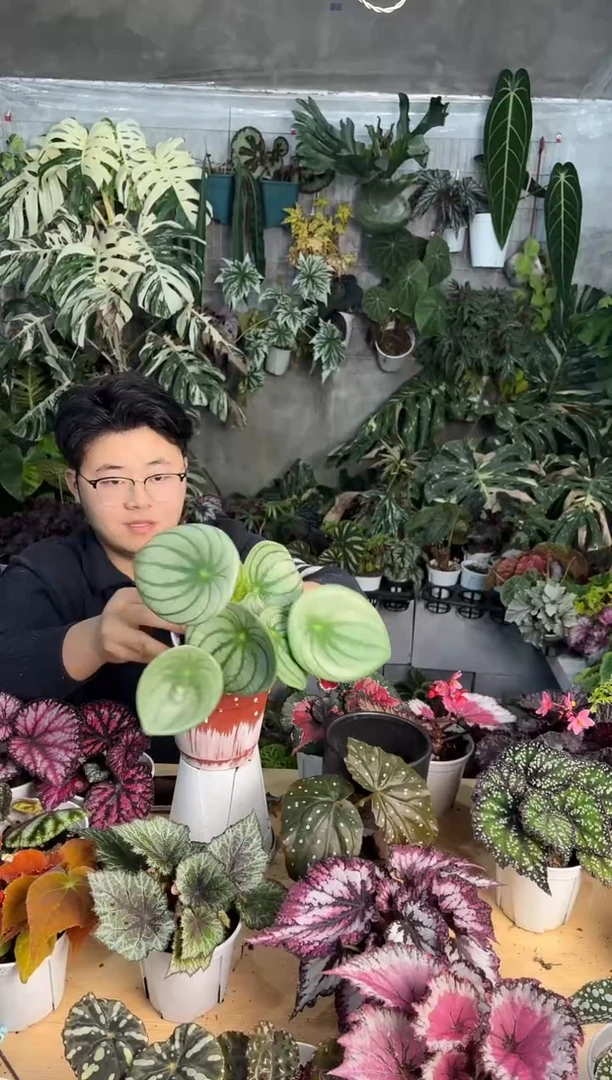 完全开放麒麟瓜秋海棠28