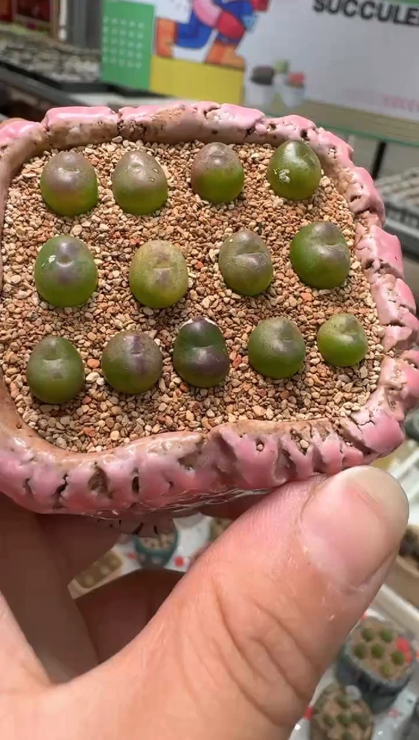 202多肉植物肉锥桃割娘杂交一颗