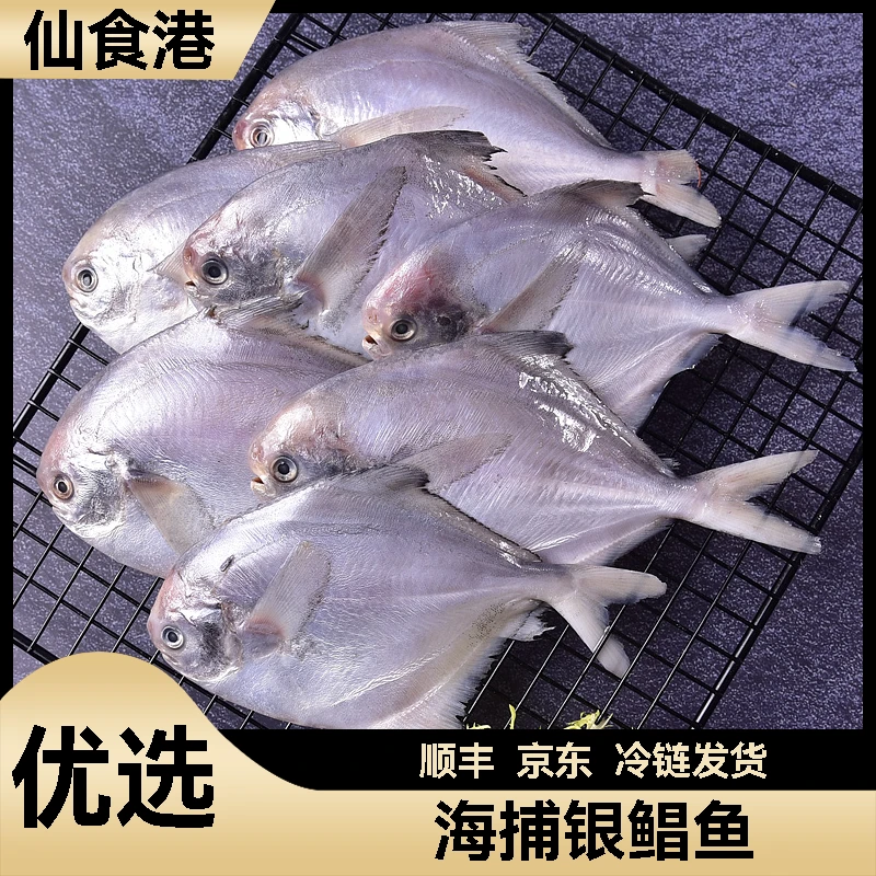 海捕银鲳鱼  顺丰冷链发货 ZYZ