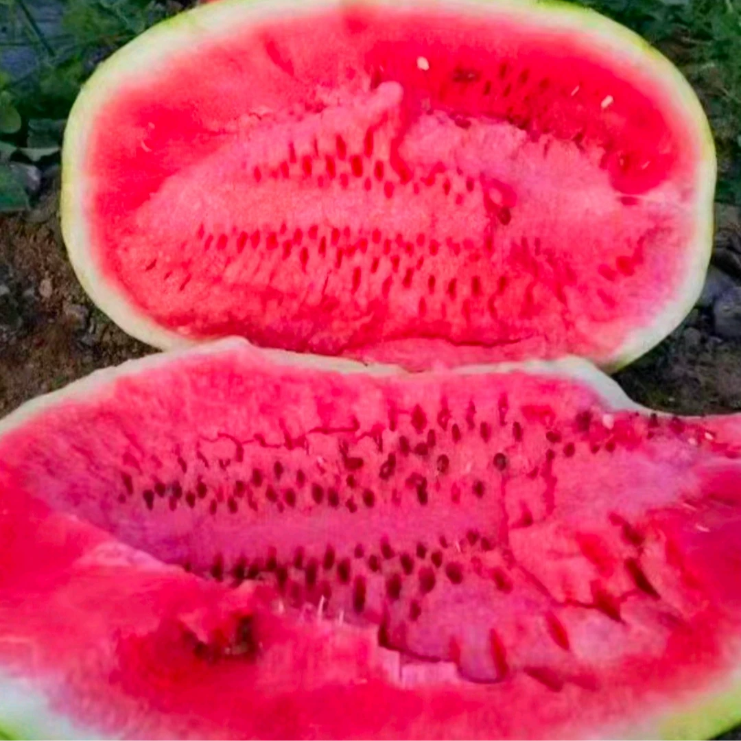 【汁水充盈】新鲜正宗靖远硒砂瓜（整个/切半售卖）甘肃省