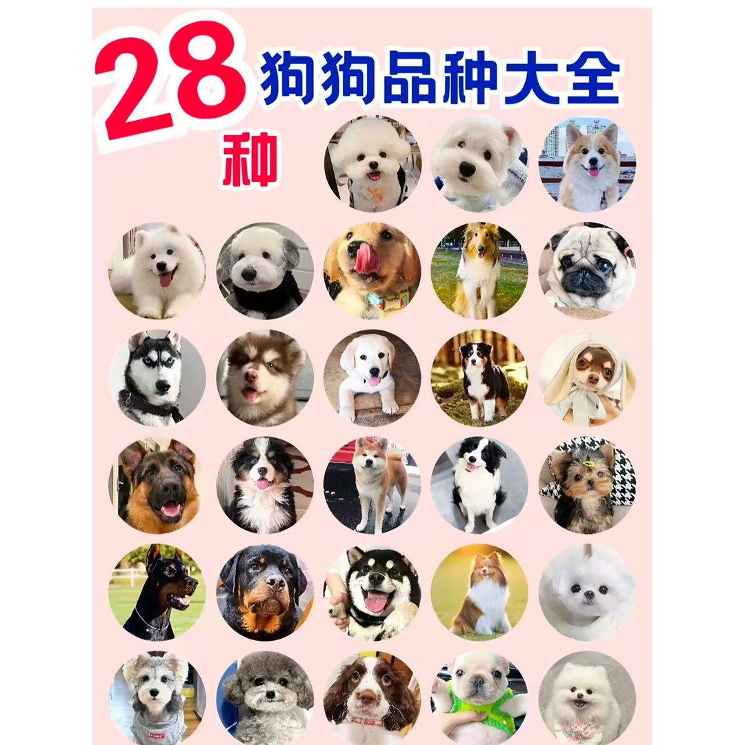 【小爪印】T狗狗活体