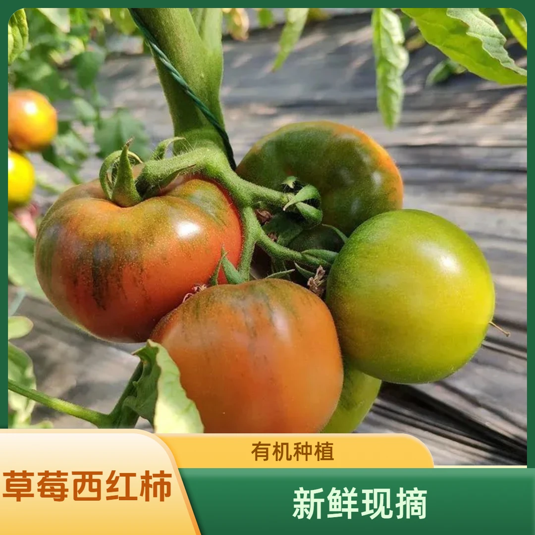 草莓西红柿 密云本地有机番茄  3斤 包邮到家