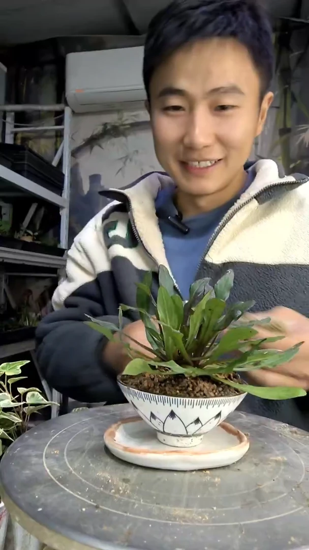 u****9中青园艺一物一拍190