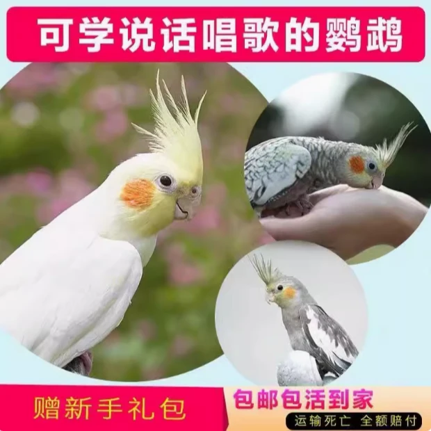 玄凤鹦鹉活体黄化玄凤会学说话可繁殖鸟手养宠物一对活物鹦鹉活鸟