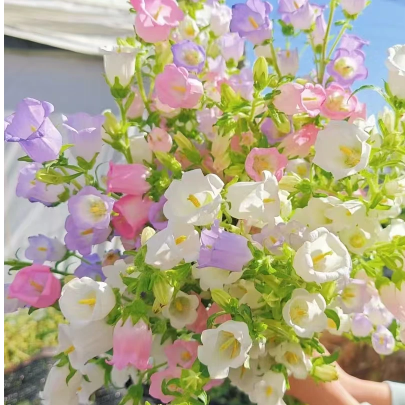 三月限定【风铃花】即将下市 A级粉紫白一扎包邮 耐养云南基地直发