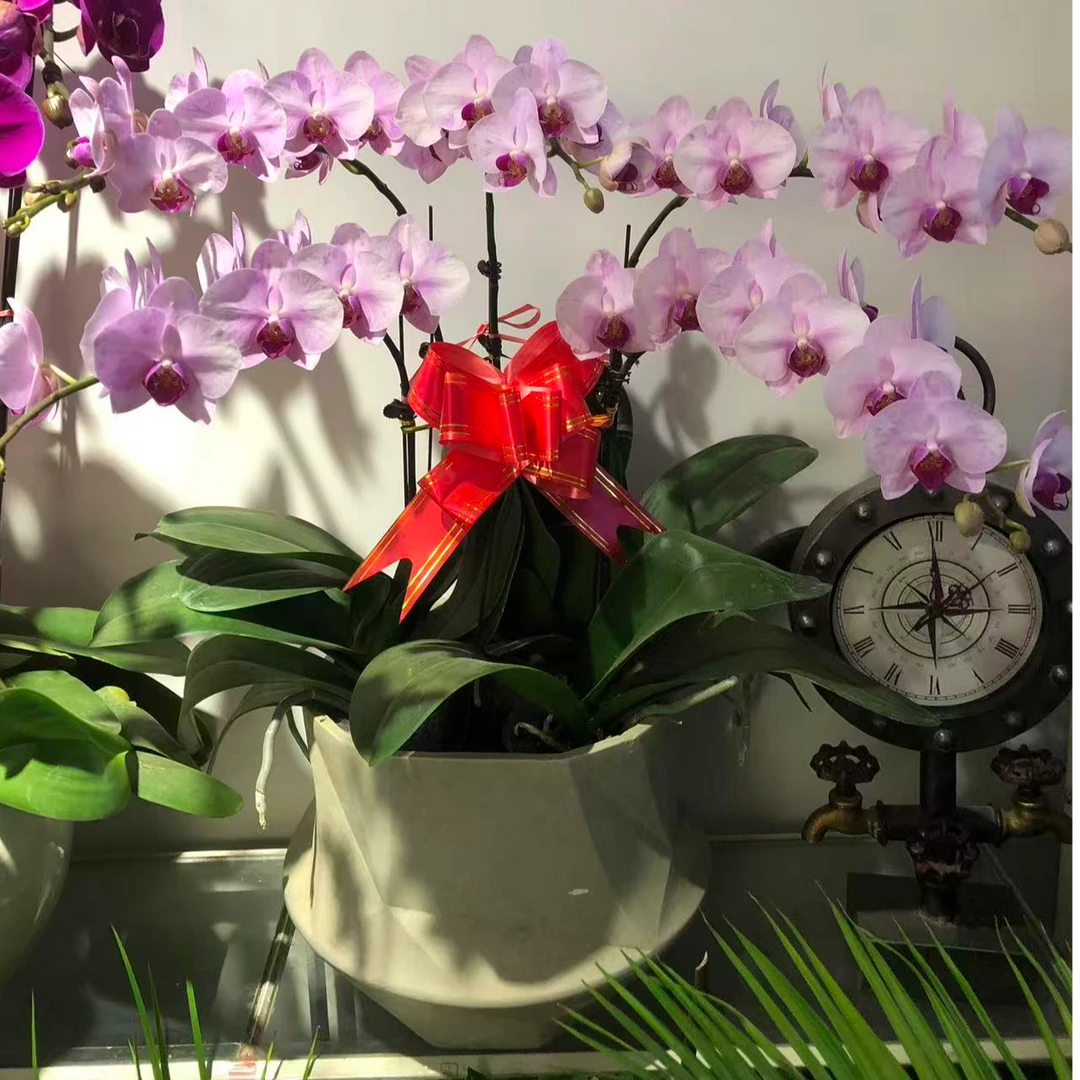 5株杭美粉色蝴蝶兰