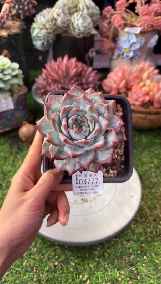 昆明印象多肉03777