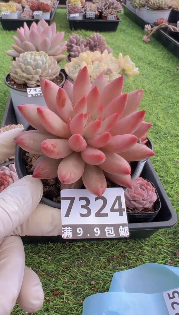 【闪购商品】信福多肉一物一拍