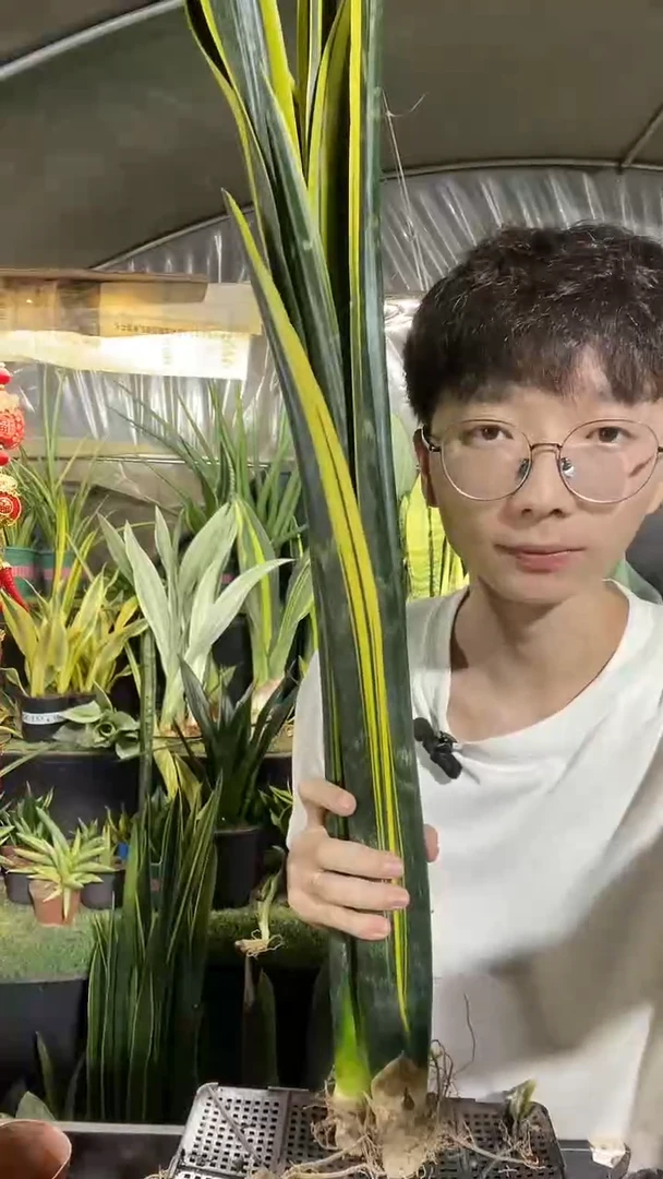 高脚黄金裸根3棵28.8