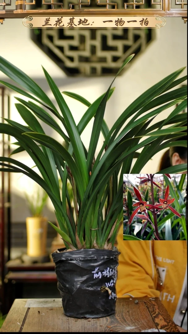 完全开放墨兰前程似锦