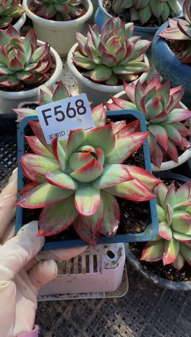 F568惊鸿仙子（裸根发货）（微瑕）