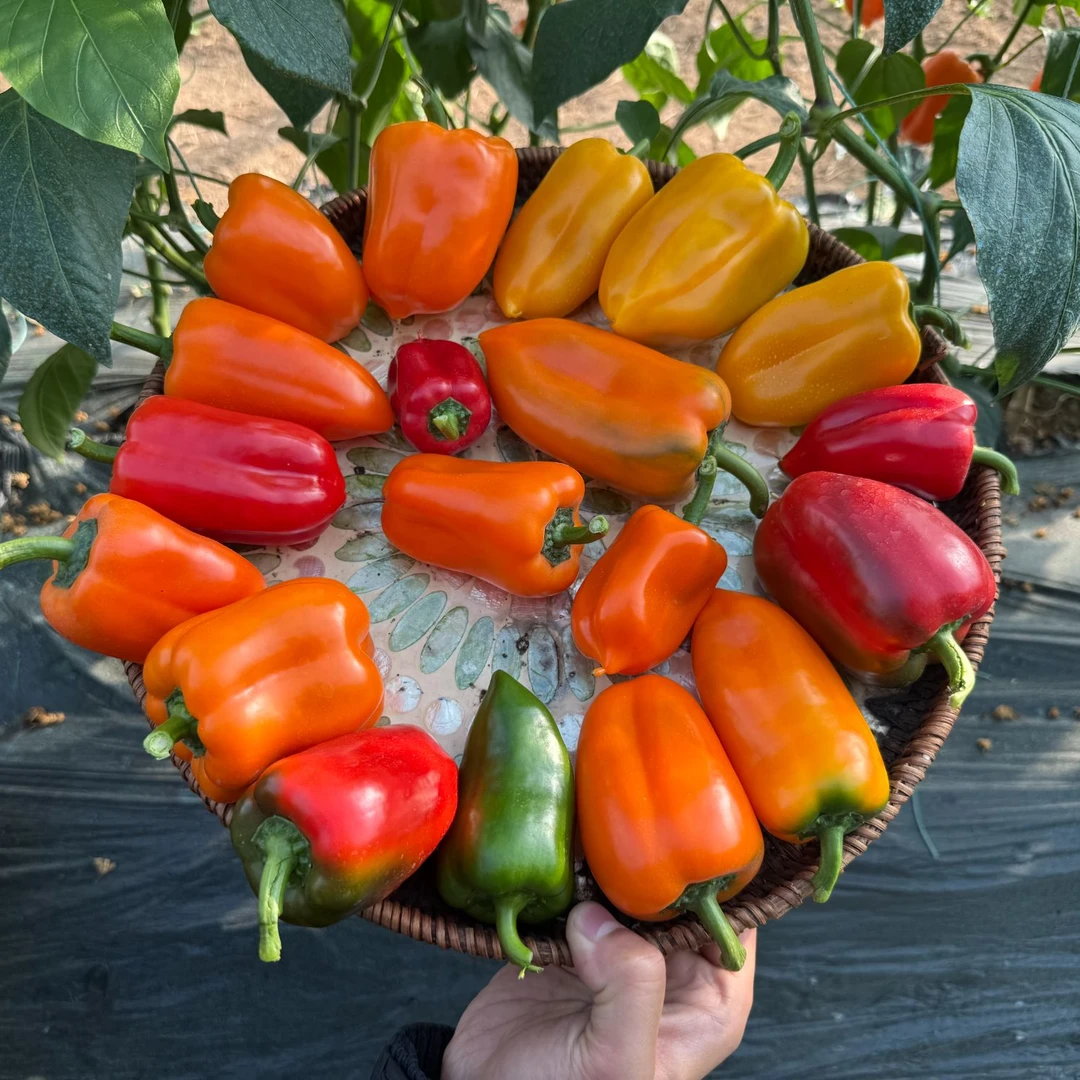 【加浓理想】多色QQ水果椒1.5斤中果型非迷你颜色随机