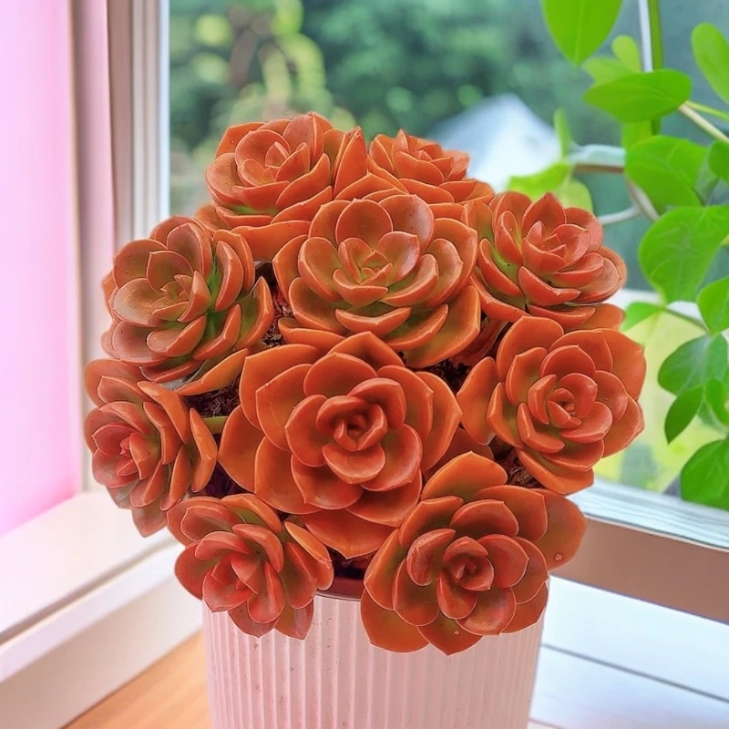 红酒巧克力阳台多肉新手好养漂亮带盆带土发货耐寒耐寒 手捧花