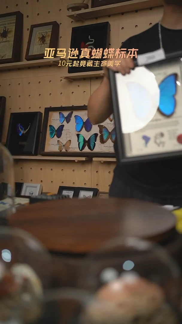 A****S蝴蝶标本摆件J65