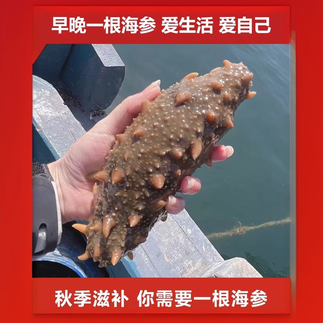 大连即食海参真空独立包装营养美味