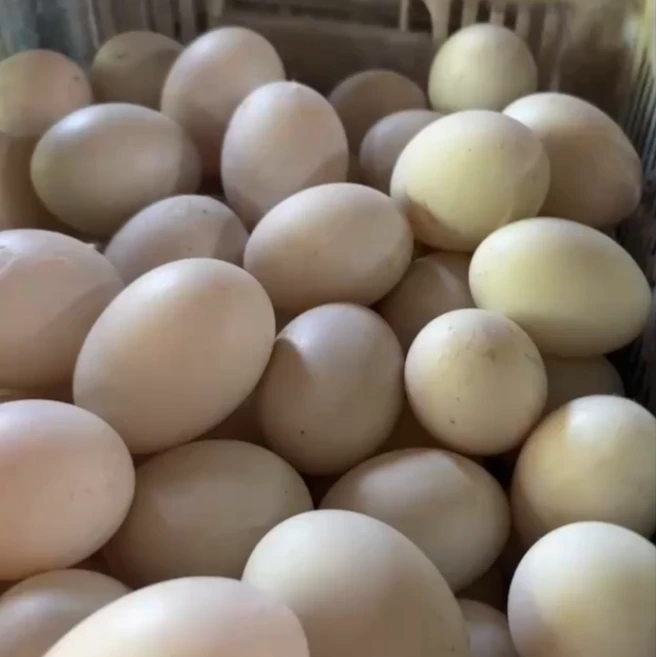 农家散养鹅蛋新鲜营养健康鲜鹅蛋香浓郁