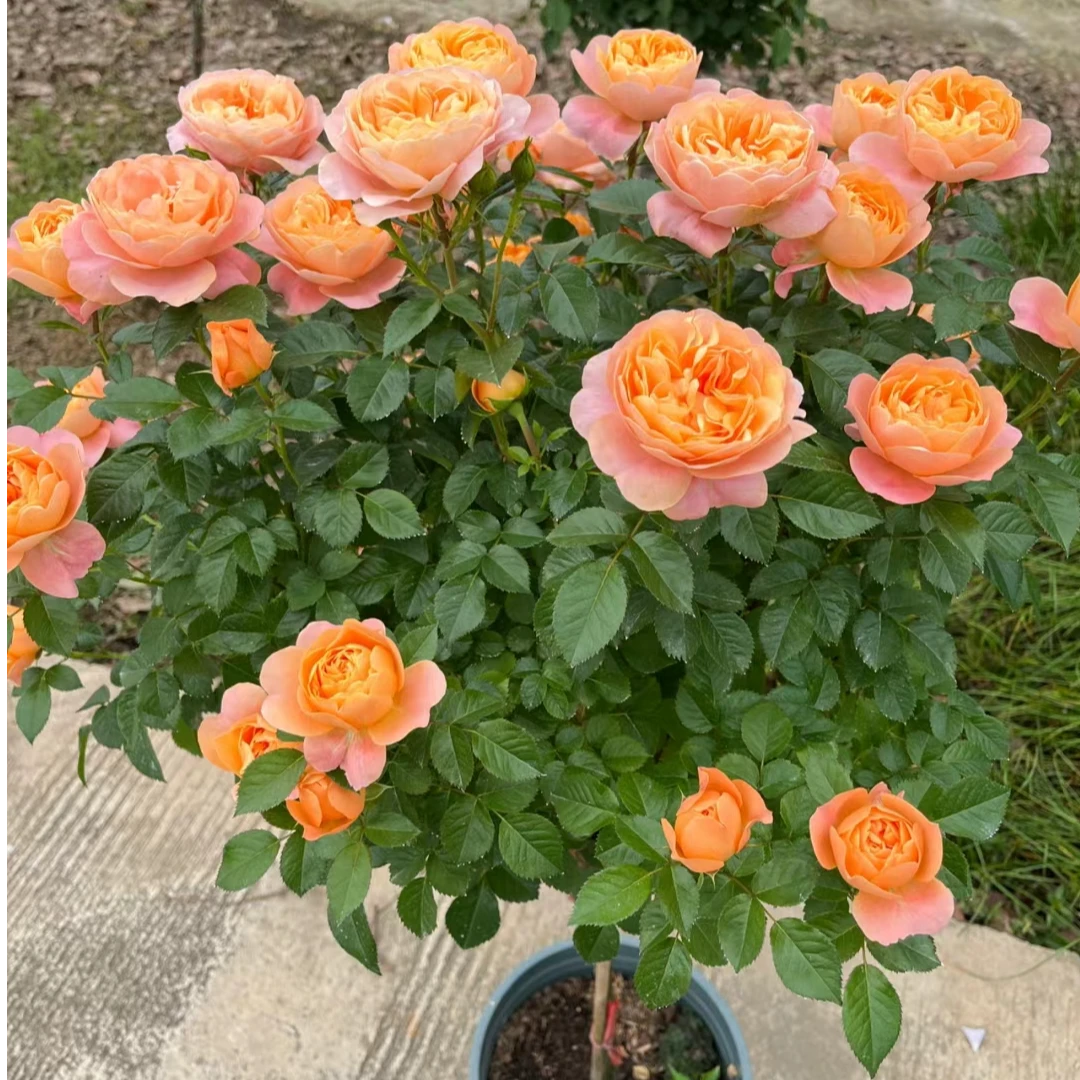 【果汁阳台】四季开花树桩棒棒糖月季