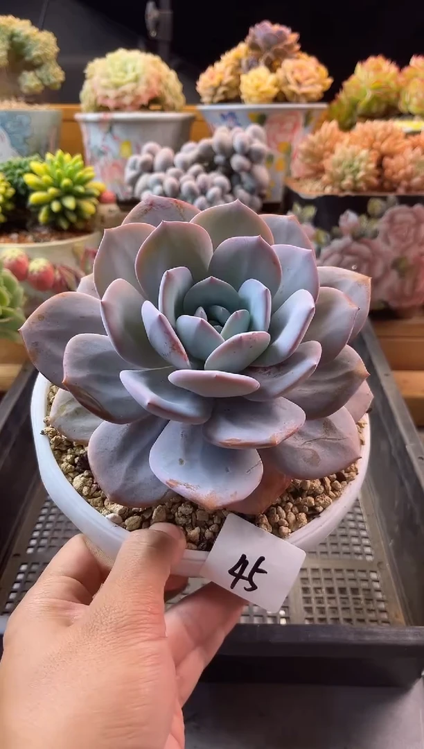 9.3-45奶茶1111111111111