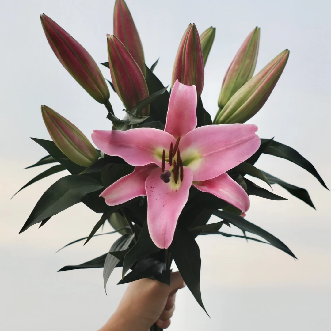 （火石）香水百合东北鲜花基地家用直发鲜切花