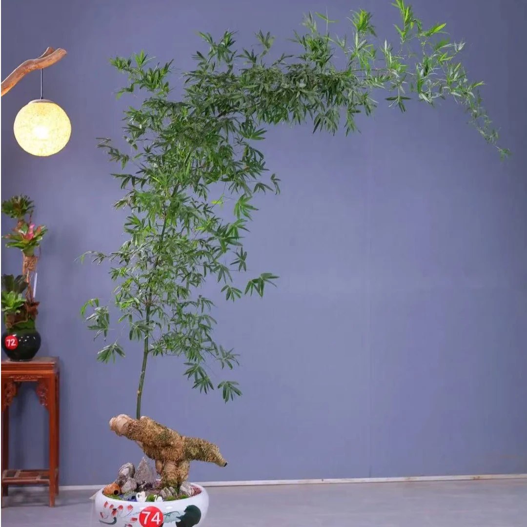 小叶簕竹盆景生桩  一物一拍 四季常青