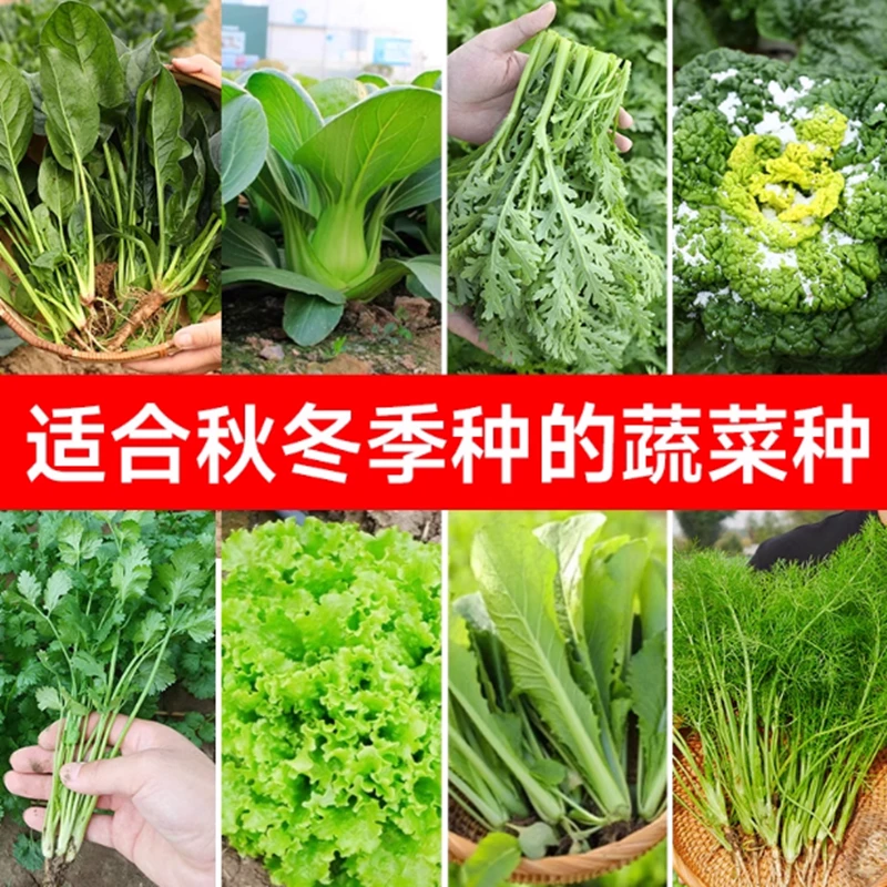 【全店满5包包邮】适合秋季种的蔬菜种子种籽大全8-10月四季孑菜籽