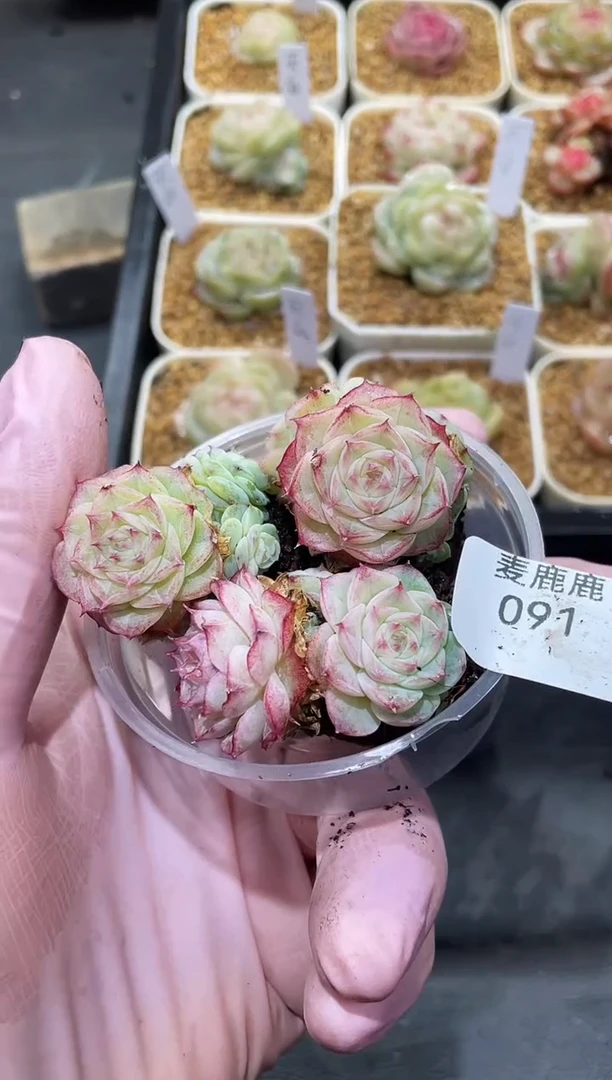 091玫瑰花女王     量拍