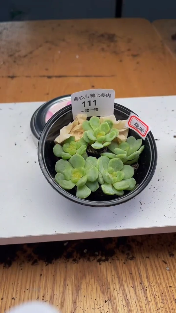 111多肉植物多肉植物