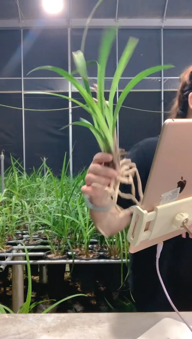 当前无花朵，栽培后可花朵f****b市长红