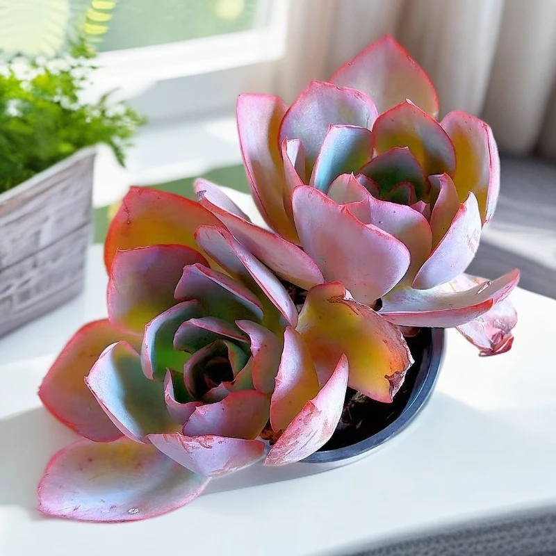 【蓝光】【满9.9包邮】星花怒放阳台露台办公多肉植物栽种养