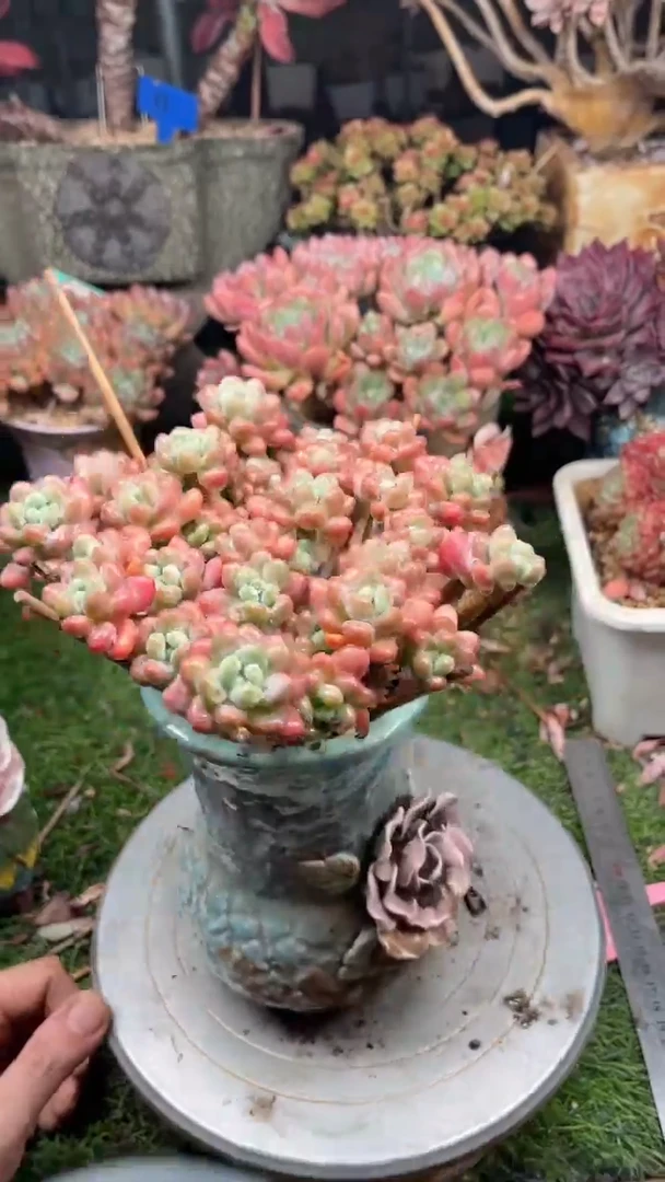 一****?28鱼子酱。。。