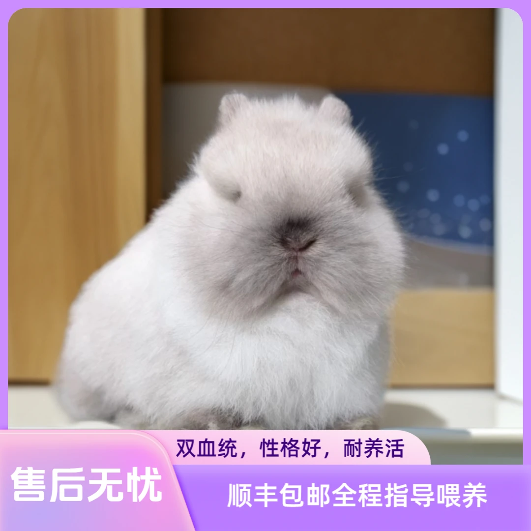 双血统侏儒兔小型茶杯兔迷你长不大儿童家养宠物兔活体