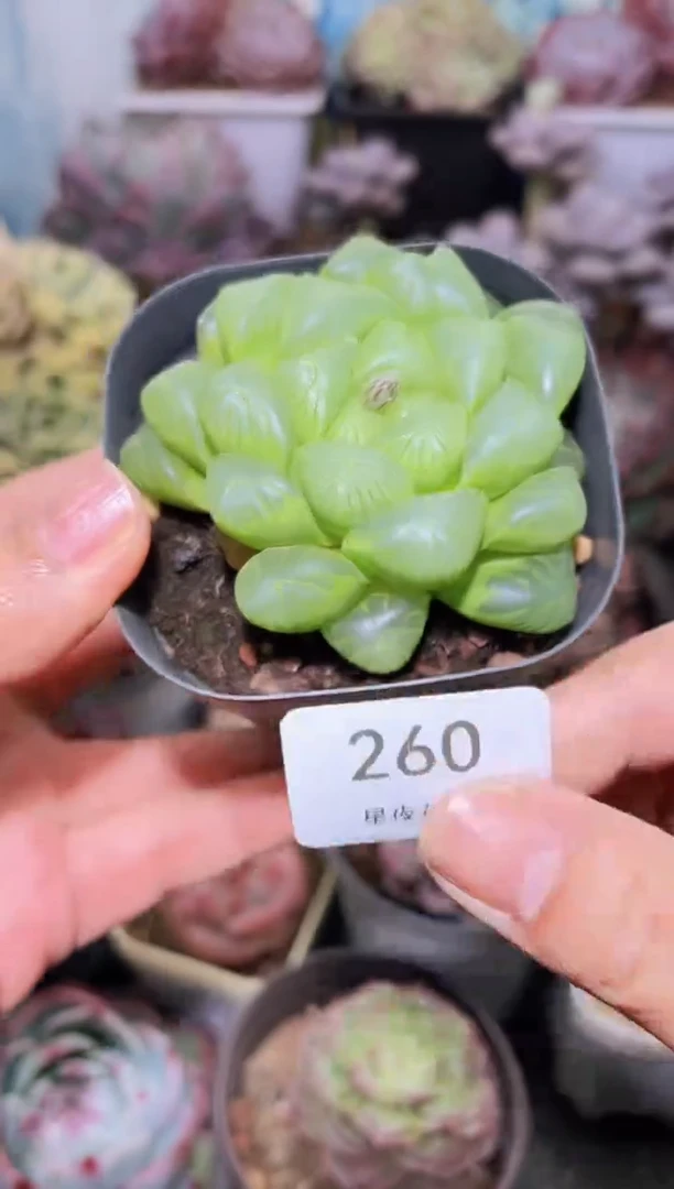 【闪购商品】260玉露多肉