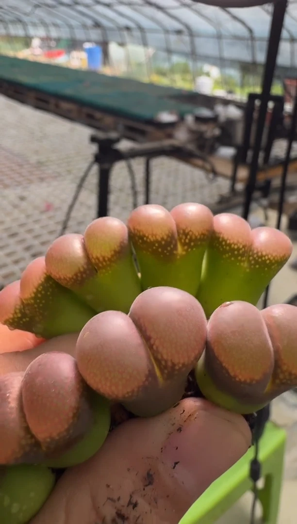 13-16多肉植物肉锥风铃一颗