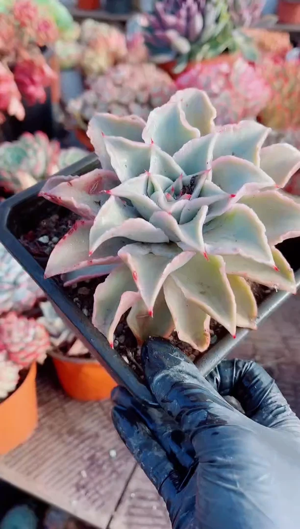 四*跃跃精品多肉01038