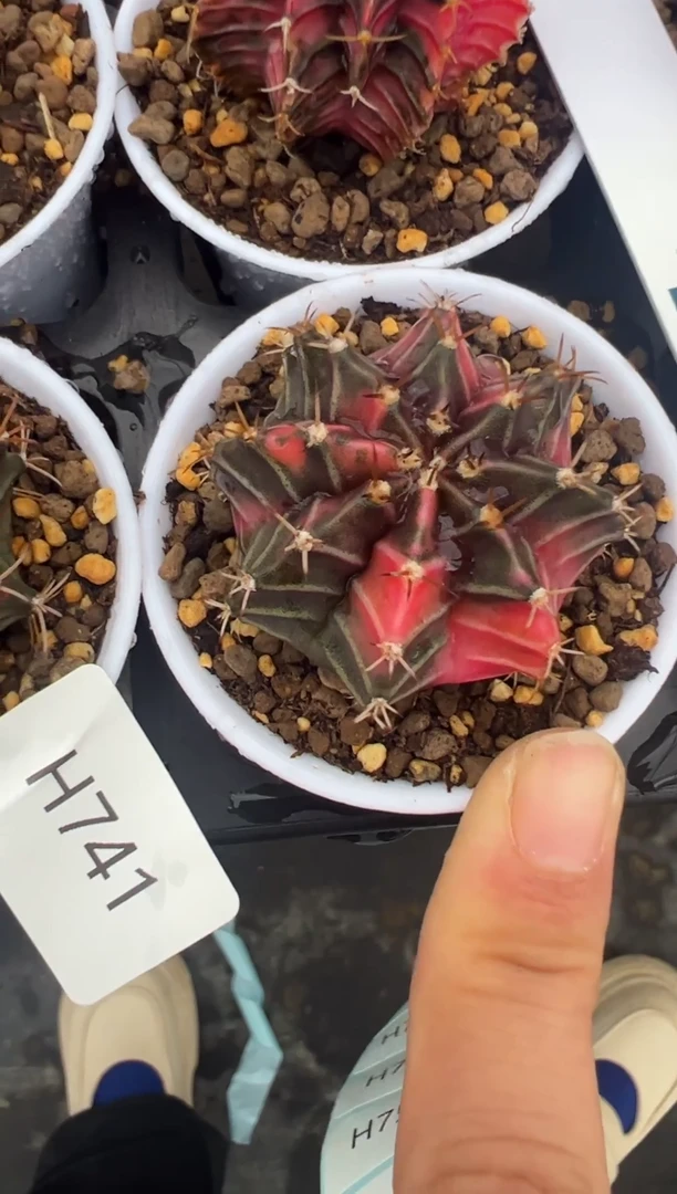 742好看米哈的冲冲冲