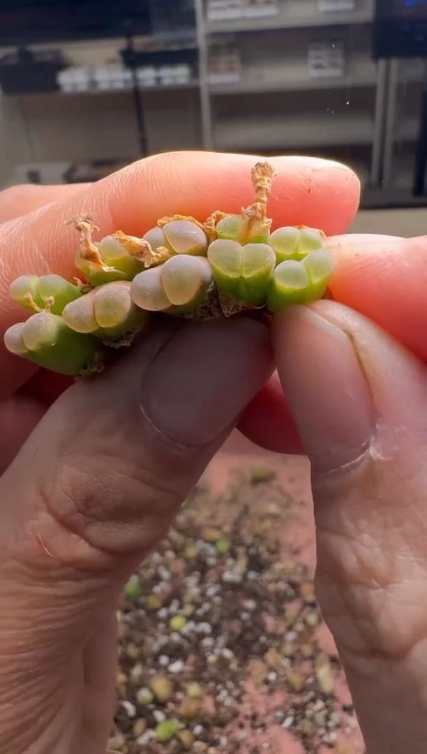 美丽的肉石头19-933