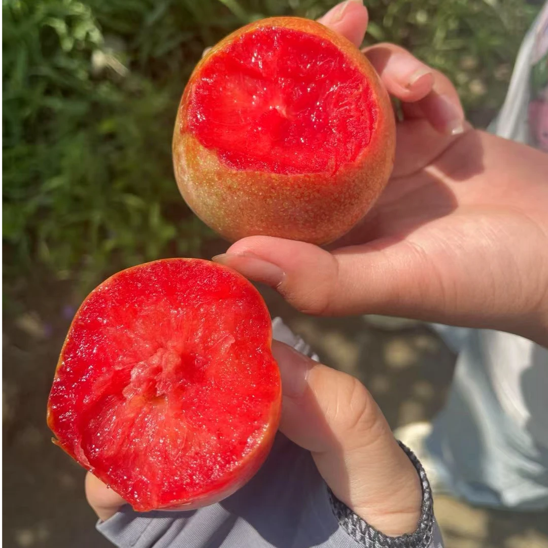 【中果】新疆恐龙蛋李子新鲜当季水果脆甜多汁上海仓库直发