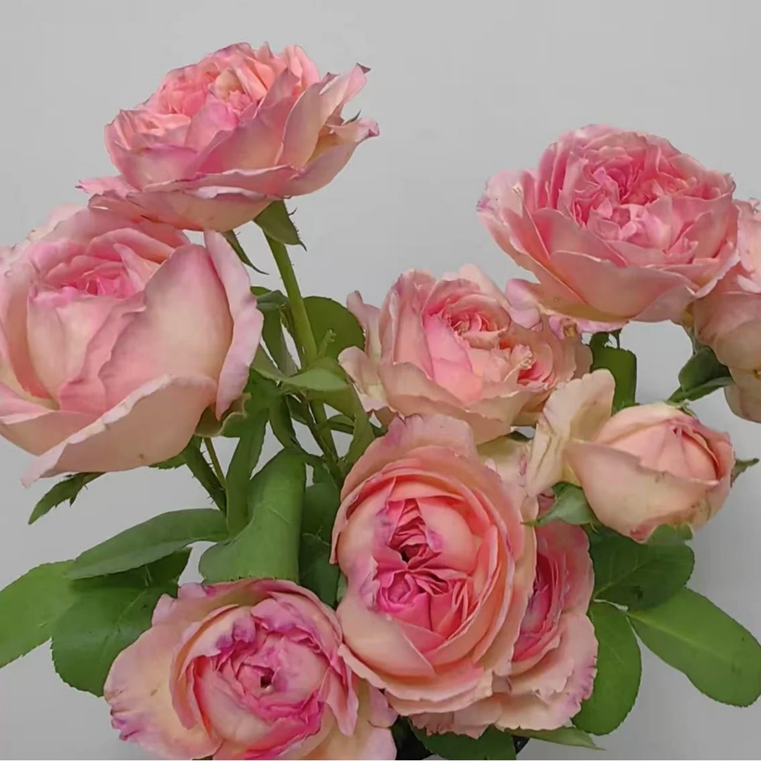 破晓月季花  原盆原土 基地直发