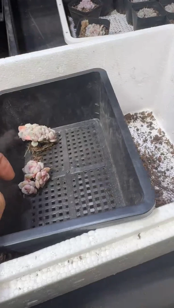 【闪购商品】10号到手1框--江北多肉