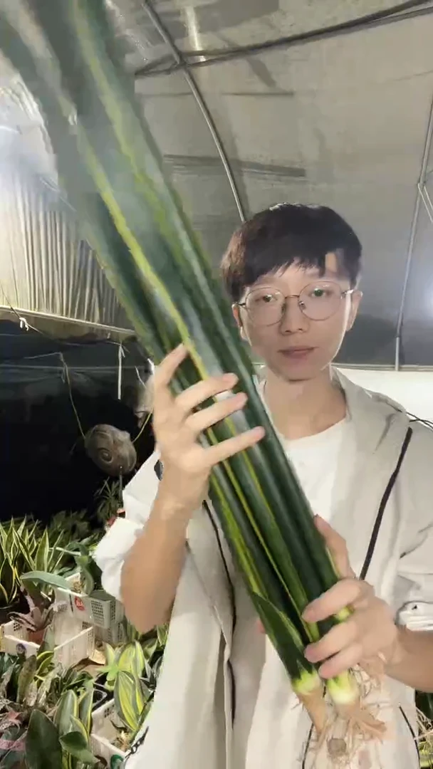 70厘米起黑金裸根3棵29.8