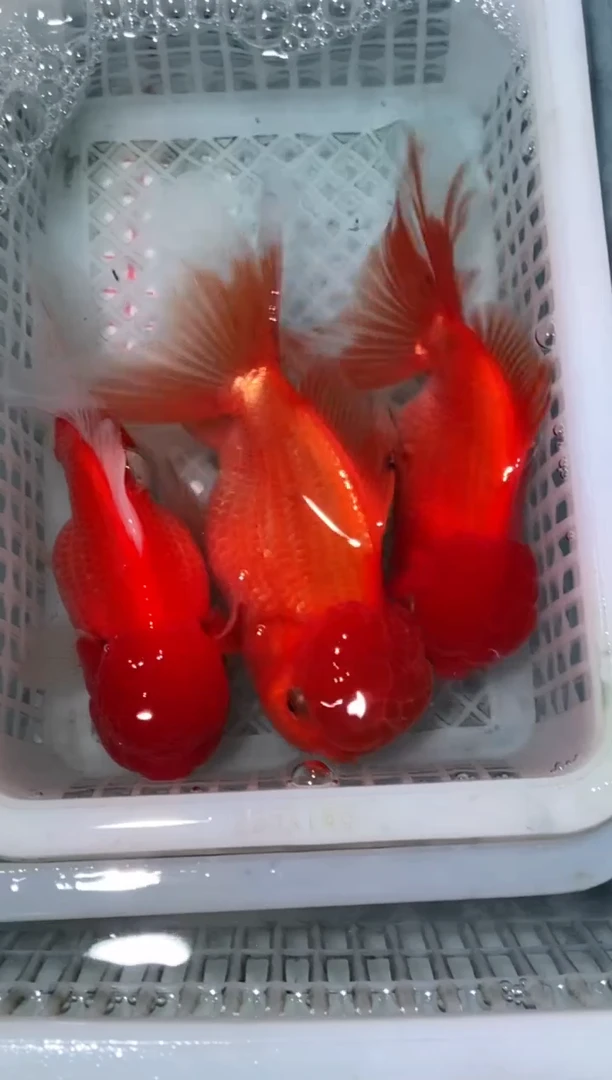 金鱼大头瘤红狮红波妞3条