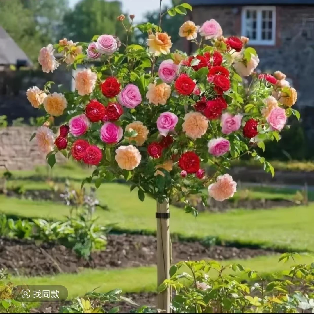 【新人福利】棒棒糖树状月季绿植好种好养活盆栽地栽