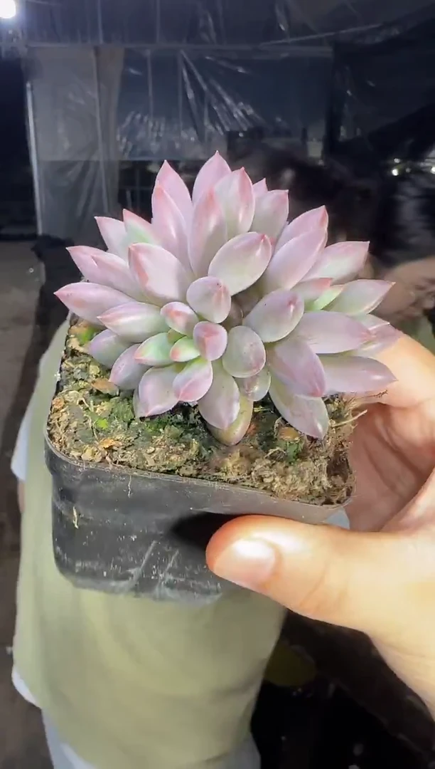 双头起羽毛虞  5
