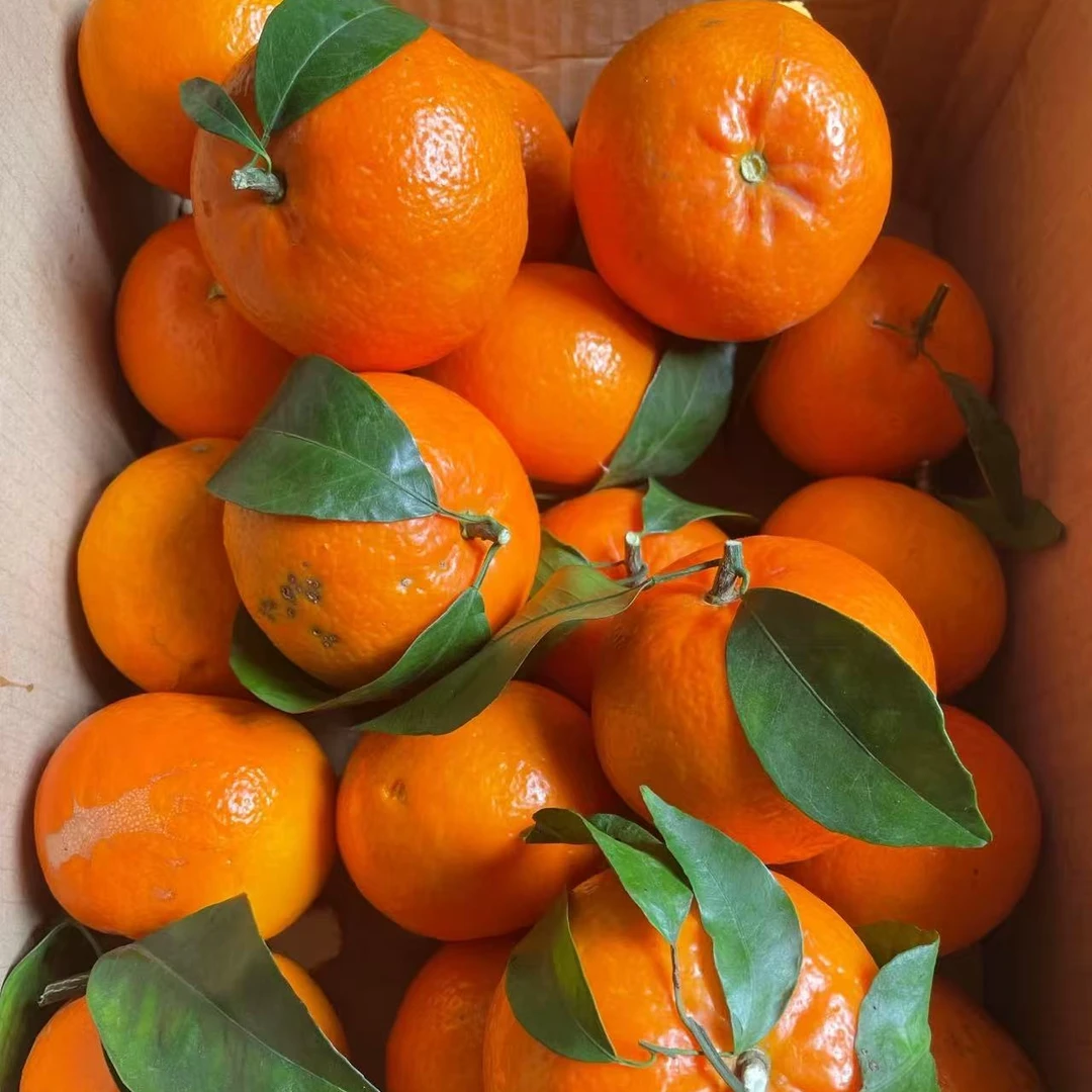 净重9斤【香甜爆汁】高山沃柑 肉厚饱满 果味浓郁 产地直发
