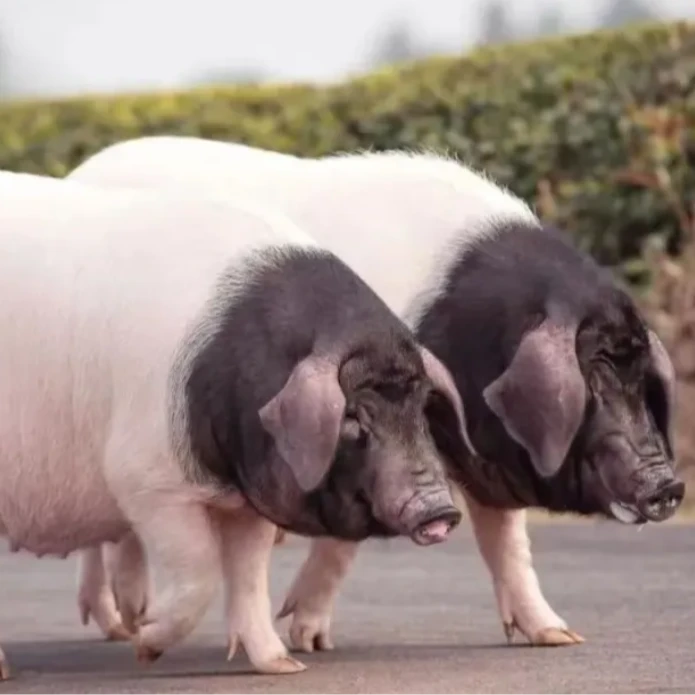 预售链接 散养土猪 全疆包邮