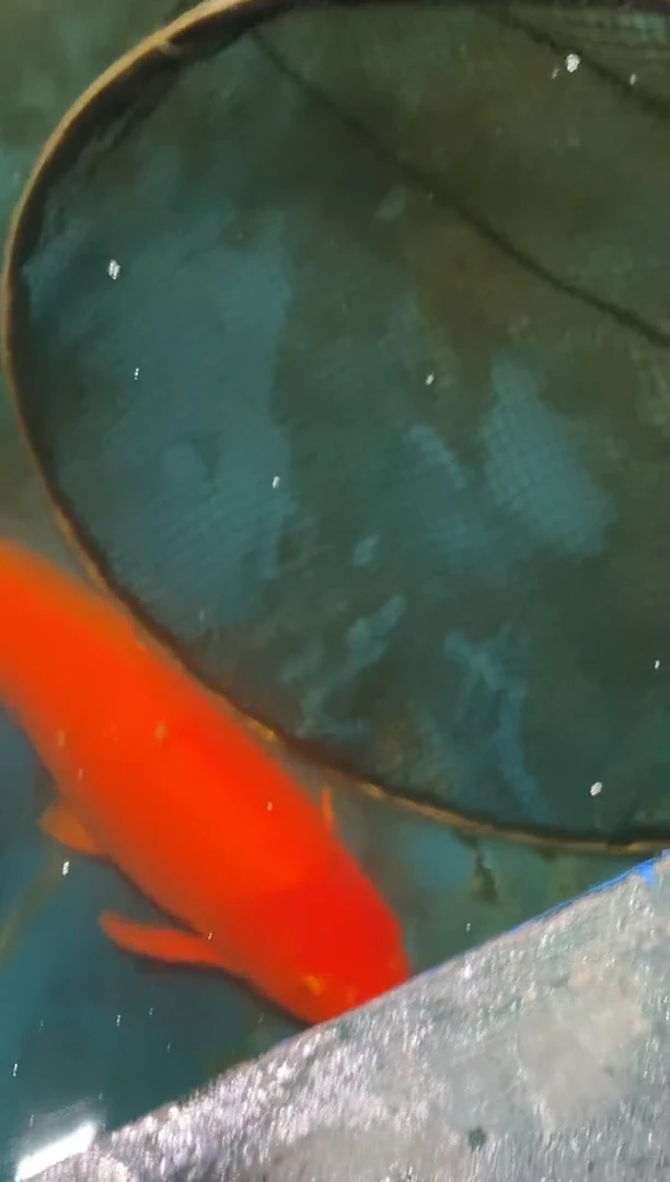 锦鲤佛山金隆锦鲤直播专用闪购链接，不支持7天无理由退货退款