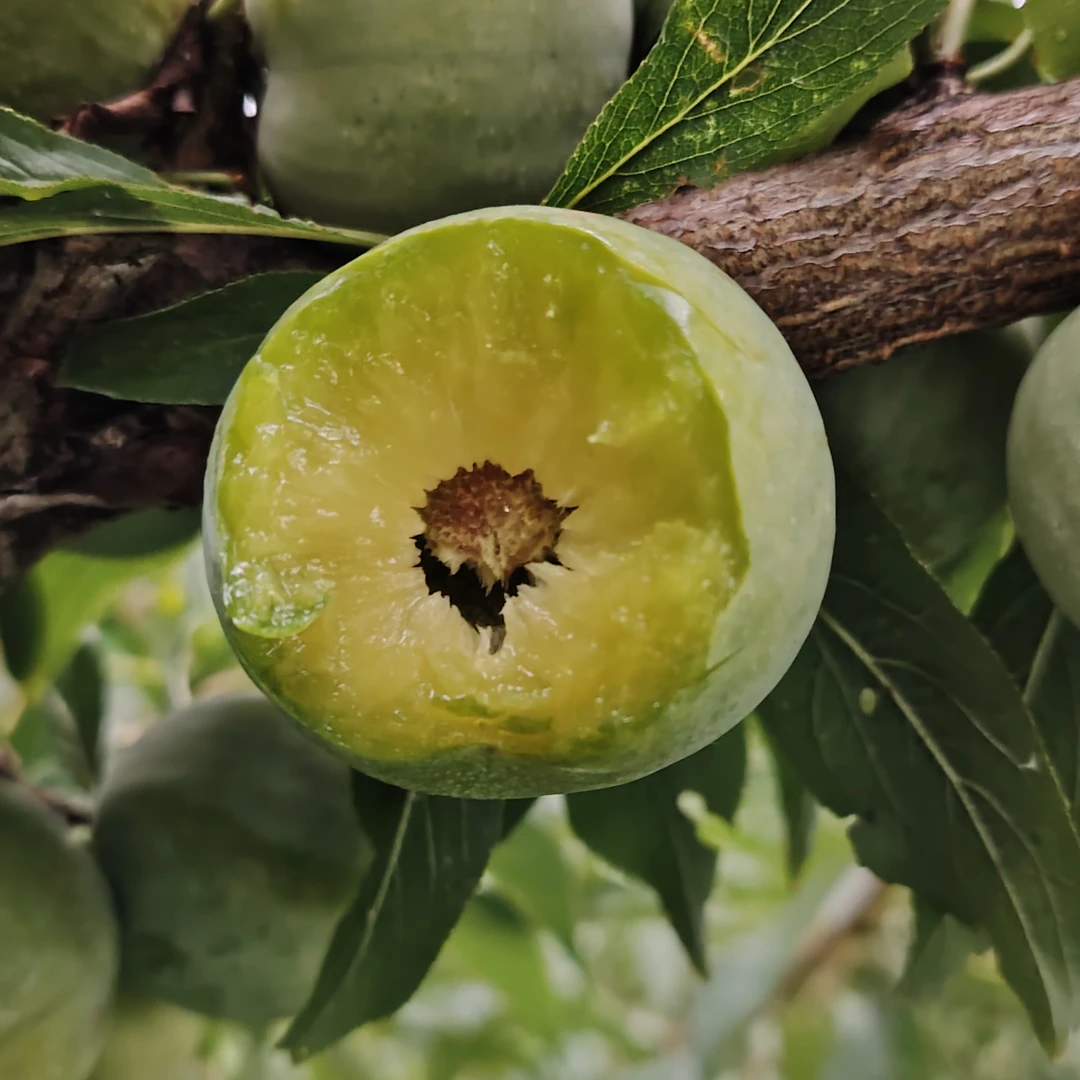 顺丰包邮正宗四川汶川茂县晚熟九月青脆李子脱骨脆李子新鲜脆酸